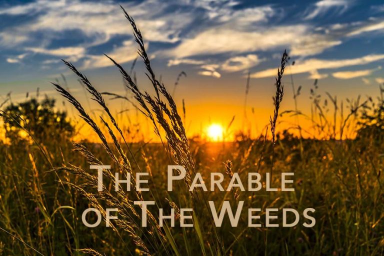 3 Lessons From The Parable of The Weeds - The Wise Believer